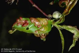 Close-up of peach leaves showing severe deformities from leaf curl disease, featuring green and reddish areas with a textured surface.