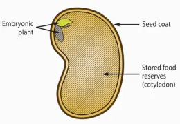 Illustration of a seed structure showing the seed coat, embryonic plant, and stored food reserves (cotyledon), with labels indicated by arrows.