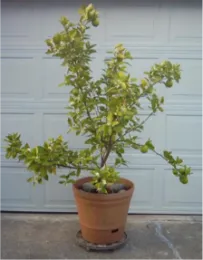 Small citrus tree with green fruit in a terra cotta pot on a wheeled plant caddy, placed on a concrete driveway.