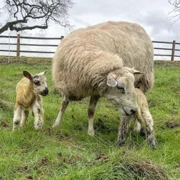 A55C197D-0E0A-4BCC-A4FB-939E30C5CB36