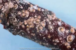 Close-up of a dark reddish-brown branch covered with various sizes of San Jose scale insects, showcasing their translucent and glossy appearance.