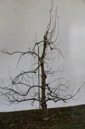 A dwarf, dormant apple tree that has been grafted.