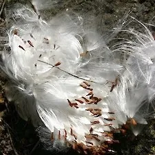 Seeds from the Cruel vine (Araujia sericifera) plum pod