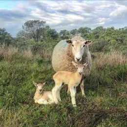 89510132 3343817625646541 5004189477447401472 o