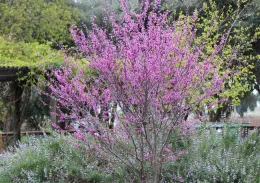 Western redbud blooming