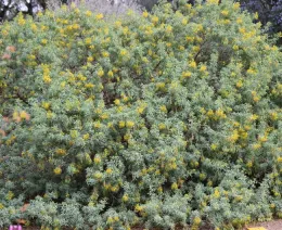 Bladderpod