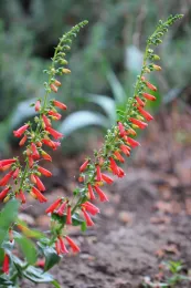 Firecracker penstemon