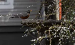 Bird Bath by Lori Harrington