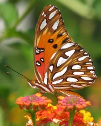 Agraulis vanillae (Gulf fritillary)