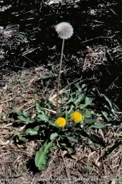 dandelion