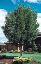 September – Raywood Ash