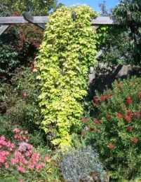 Herb Study - Photo 2