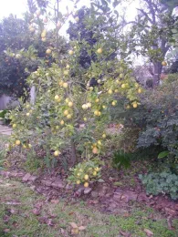 The ‘Lisbon' lemon is productive and more cold tolerant than ‘Eureka'.
