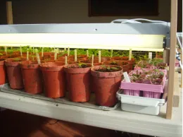 Tomato and pepper seedlings in terracotta pots under fluorescent lights, with wooden tags for identification, arranged on a table.