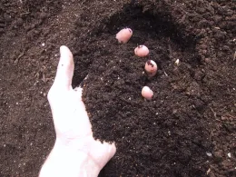 A top-down view of a hand holding dark soil.