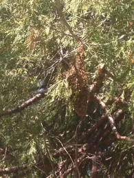 Bee swarm in cedar, Kim Schwind