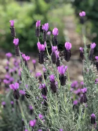 Spanish lavender. (Lisa Cherenson)