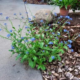 Forget-me-not flowers.(Heidi Aufdermaur)