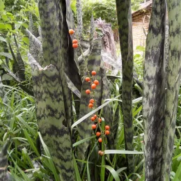 14c778212352e85ec294a8b29694ec606a1ccd52