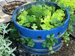 Blue-painted half wine barrel planter with strawberries growing from side holes, lettuce, chives, and dill planted in the top.