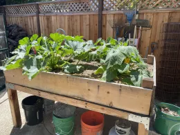 Elevated wooden raised bed on legs, planted with large-leafed squash plants bearing yellow flowers, mulched with straw.