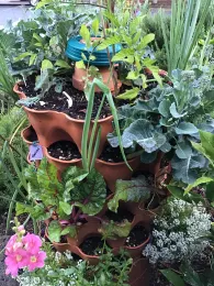 Stacked terra cotta tower planters growing broccoli, Swiss chard, green onions, and leafy greens, surrounded by pink flowers and white alyssum.