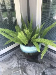 Large asparagus fern with feathery bright-green fronds in a glazed teal ceramic pot on a stone patio in front of glass windows.