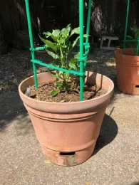 Pepper plant supported by a green plastic cage in a terra cotta-colored self-watering plastic pot on a concrete patio.