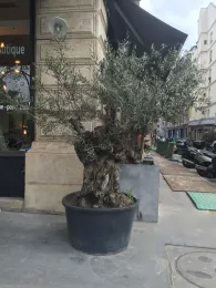 Gnarled old olive tree in a large black plastic pot on a Paris sidewalk outside a boutique.