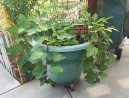 Sweet potato vine spilling over a large teal glazed pot on a wheeled dolly, with a hand-painted "Sweet Potato" label.