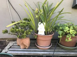 Three terracotta pots on a wooden bench: an elephant-shaped pot with jade plant, a round pot with cymbidium orchid and a small Buddha figurine, and a pot with green ivy.