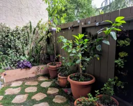 Small patio garden with terra cotta pots holding young trees, a raised wooden bed with purple and green plants, stepping stones, and a dark wood fence.