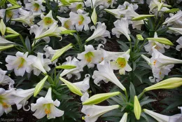 An overhead view of Easter lily plants in full bloom showing their trumpet-like white flowers against green foliage