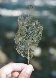 Skeletonized leaf