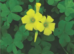 Buttercup oxalis - Oxalis pes-caprae