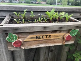 beets