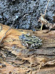 Merav Vonshak's Sierra Tree Frog