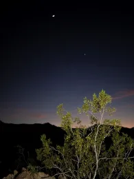 Colin Barrows' Creosote Bush