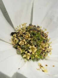 Shane Hanofee's Pacific Dogwood