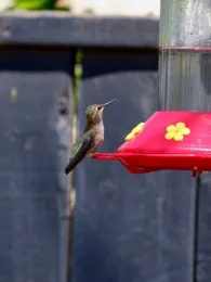 Devon Bradley's Anna's Hummingbird