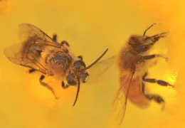 Squash bee and honey bee together in zucchini flower
