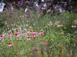 Flowers in bloom at the Honey Bee Haven