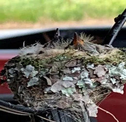 Downy chicks 4-6-2020