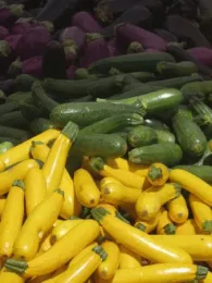 Fresh purple eggplants, green zucchini, and yellow squash harvested in a bin;