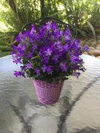 Potted campanula with clusters of purple bell-shaped flowers in a pink polka-dot container on a glass patio table.