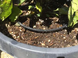 Eggplant growing in a dark plastic container with mulched soil and a black drip irrigation line on the soil surface.