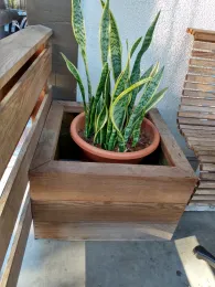 Snake plant in a terra cotta pot set inside a wooden planter box on a concrete patio.