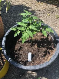 Young tomato seedling growing in a large round black plastic container filled with dark potting soil, with a plant label stake visible.