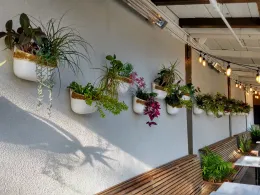 A wall with white planters filled with various green plants, overhead string lights illuminate the area, with wooden benches and tables below