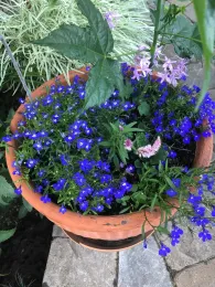 Terra cotta pot with trailing blue lobelia, pink feathery celosia blooms, light purple star-shaped flowers, and broad green leaves on a stone patio.